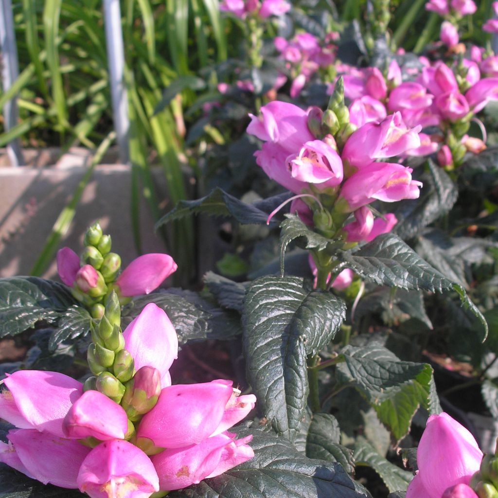 Chelone obliqua - Galane oblique