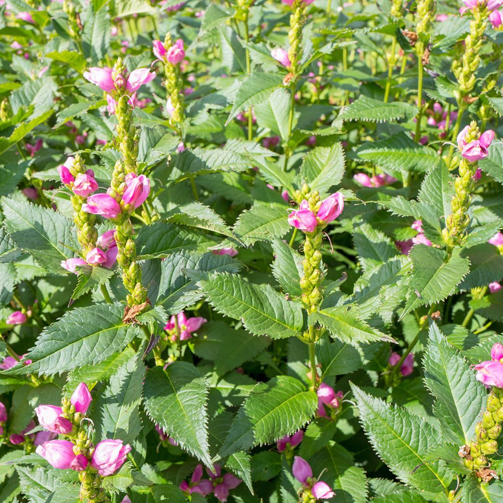 Chelone obliqua - Schildblume