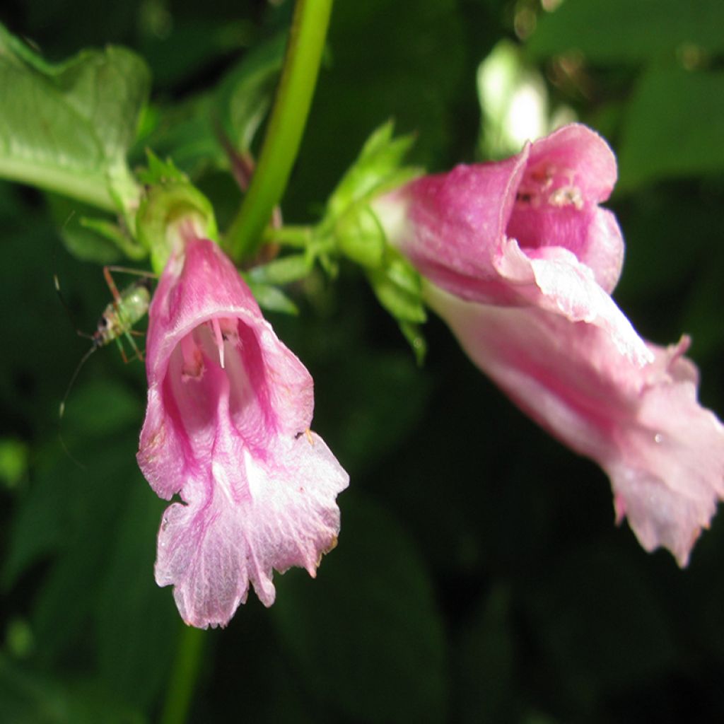 Chelonopsis moschata - Röhrennessel