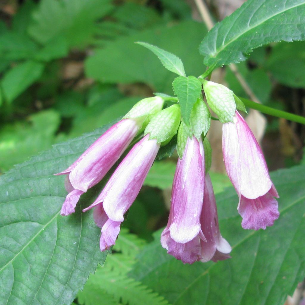 Chelonopsis moschata