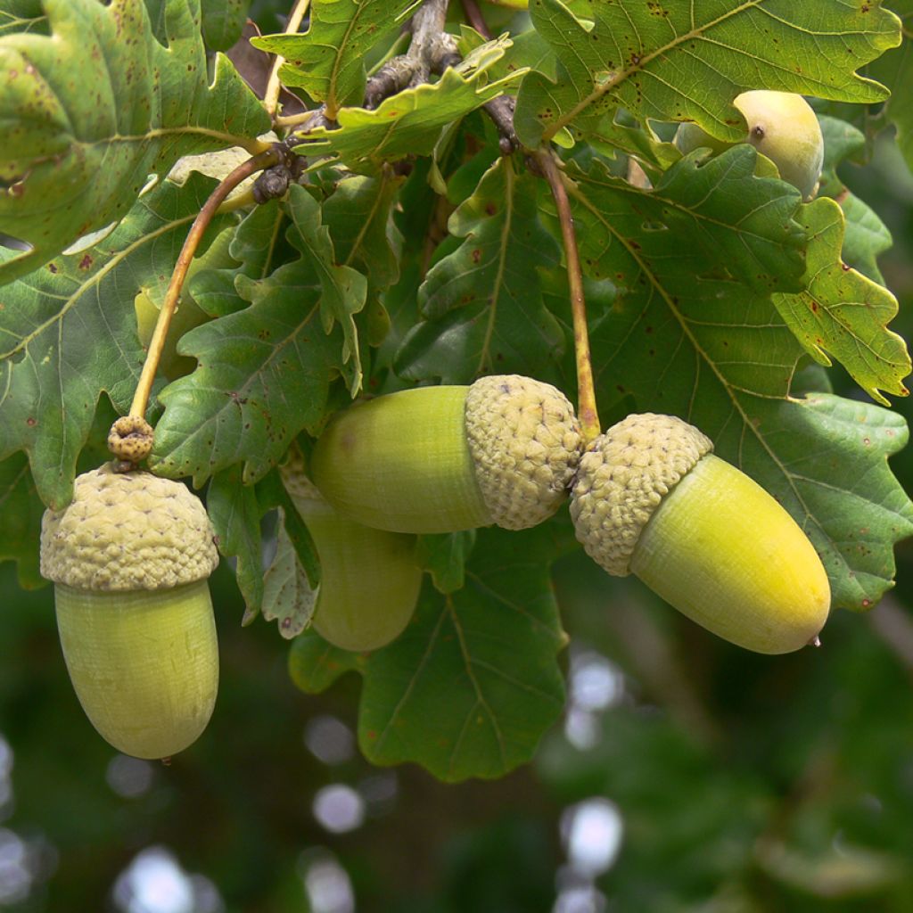 Quercus frainetto - Ungarische Eiche