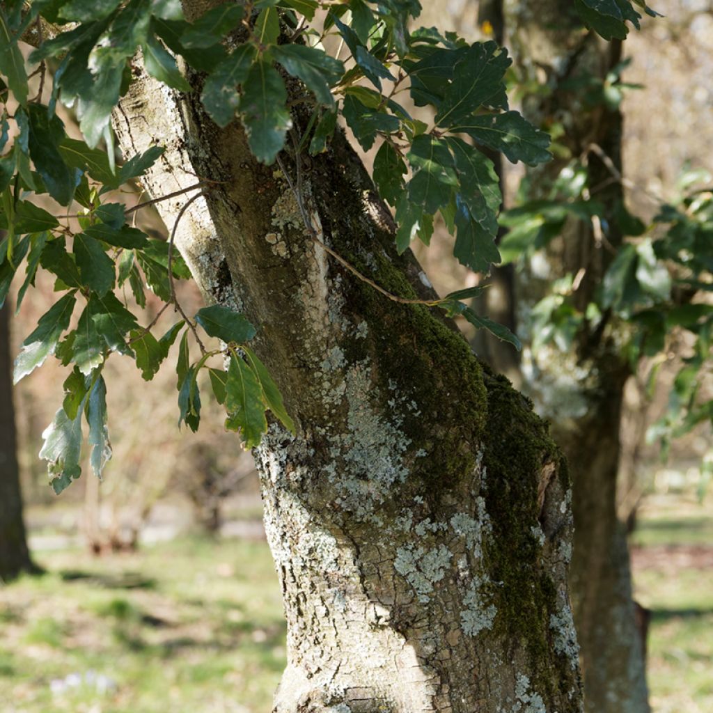 Quercus turneri var.pseudoturneri Spencer Turner - Turner-Eiche