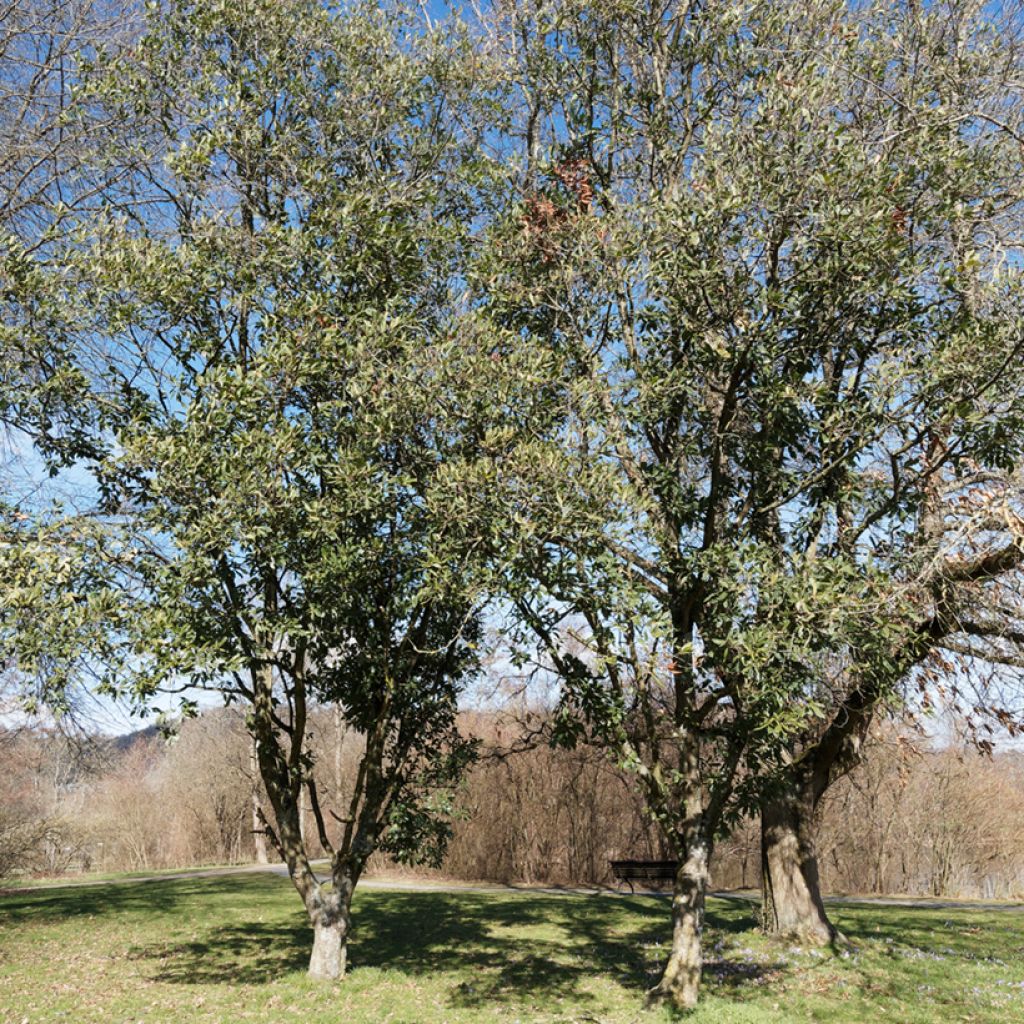 Quercus turneri var.pseudoturneri Spencer Turner - Turner-Eiche