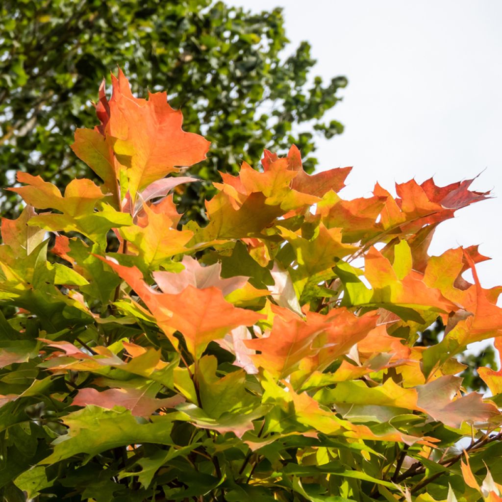 Quercus palustris Green Dwarf - Sumpf-Eiche