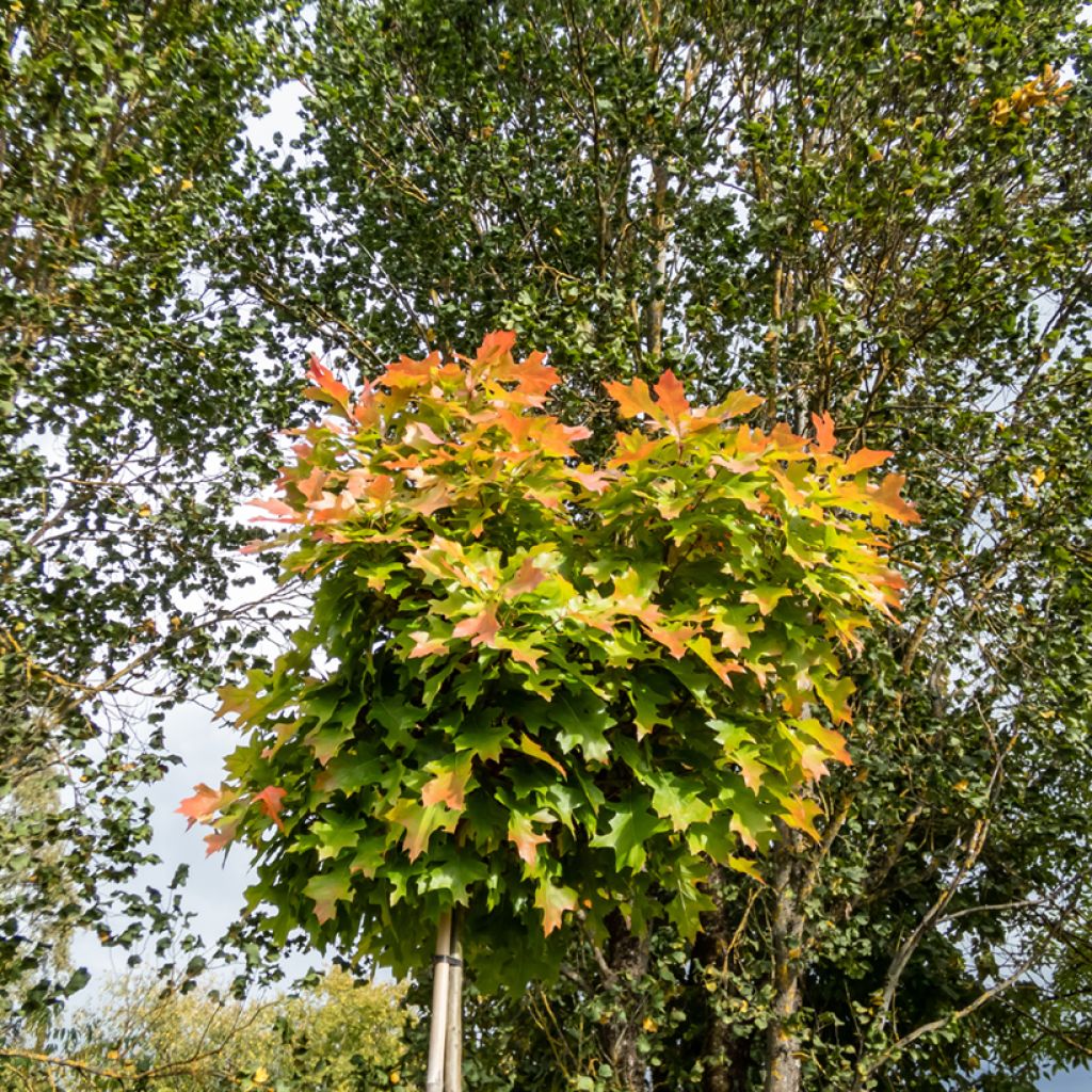 Quercus palustris Green Dwarf - Sumpf-Eiche