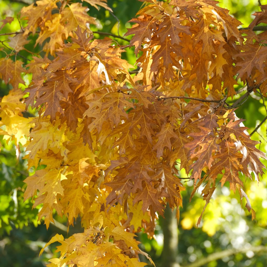 Quercus palustris - Sumpf-Eiche