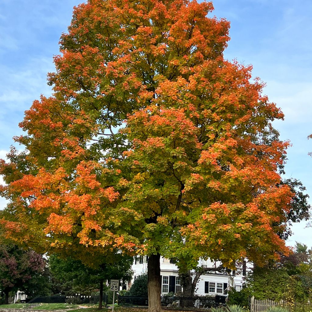 Quercus palustris - Sumpf-Eiche