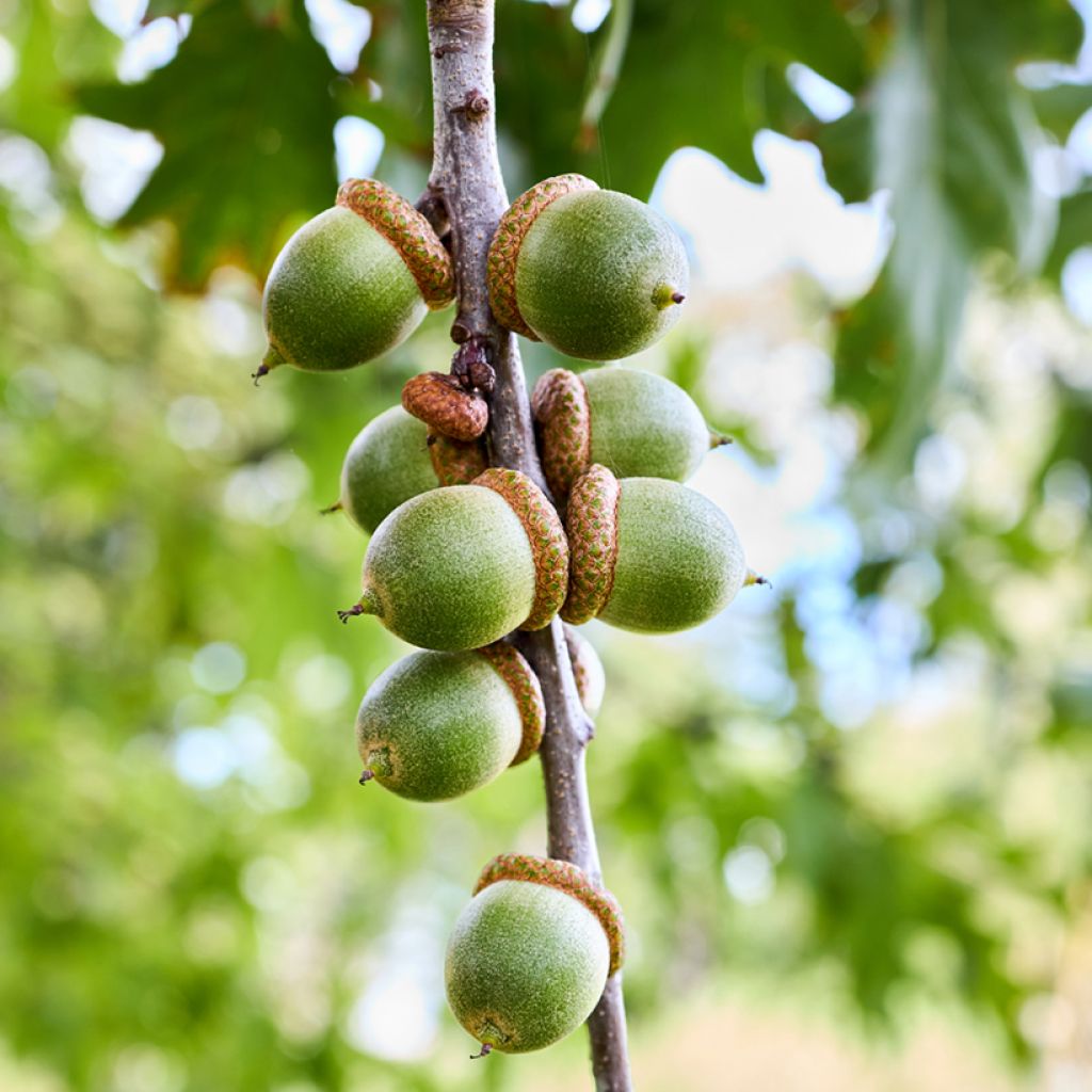 Quercus palustris - Sumpf-Eiche