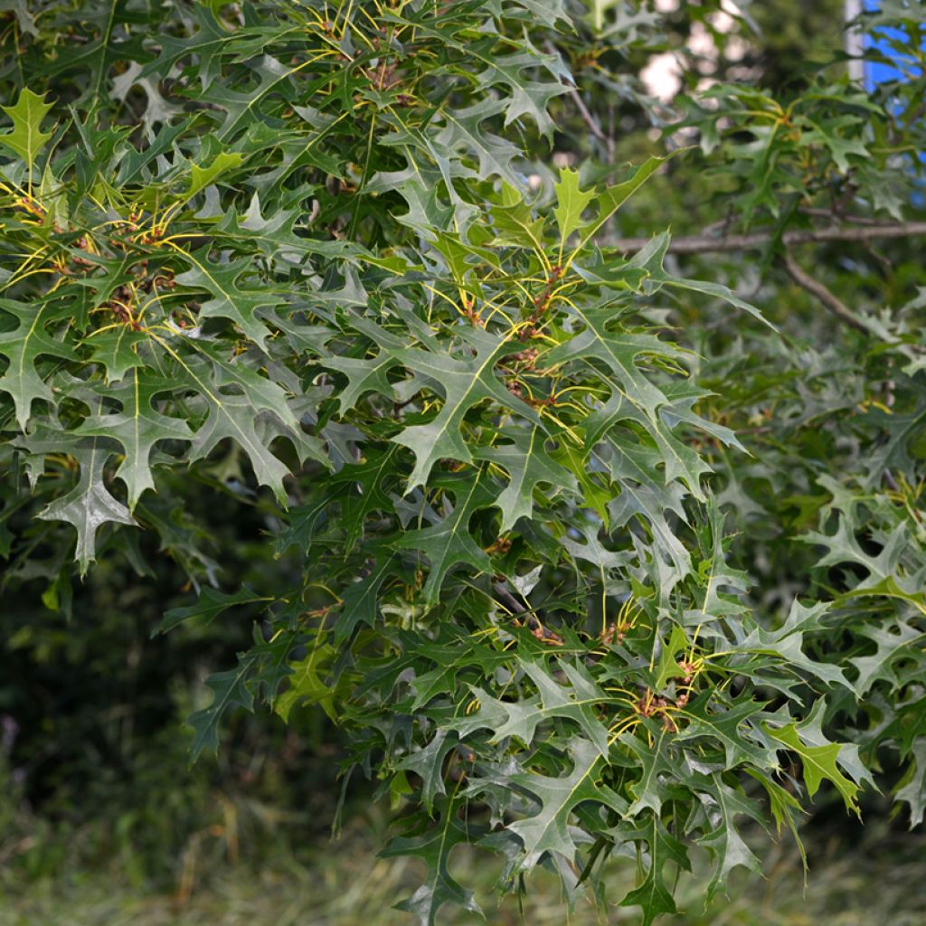 Quercus palustris - Sumpf-Eiche