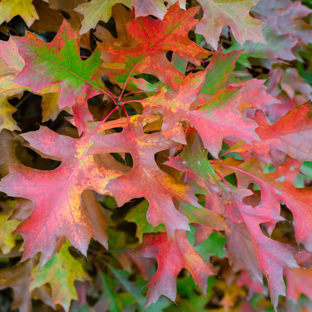 Quercus palustris Isabel - Sumpf-Eiche