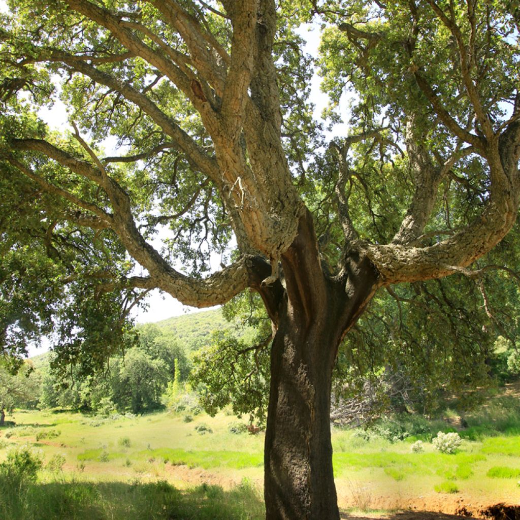 Quercus suber - Kork-Eiche