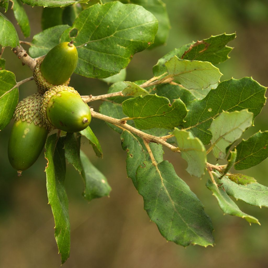 Quercus suber - Kork-Eiche