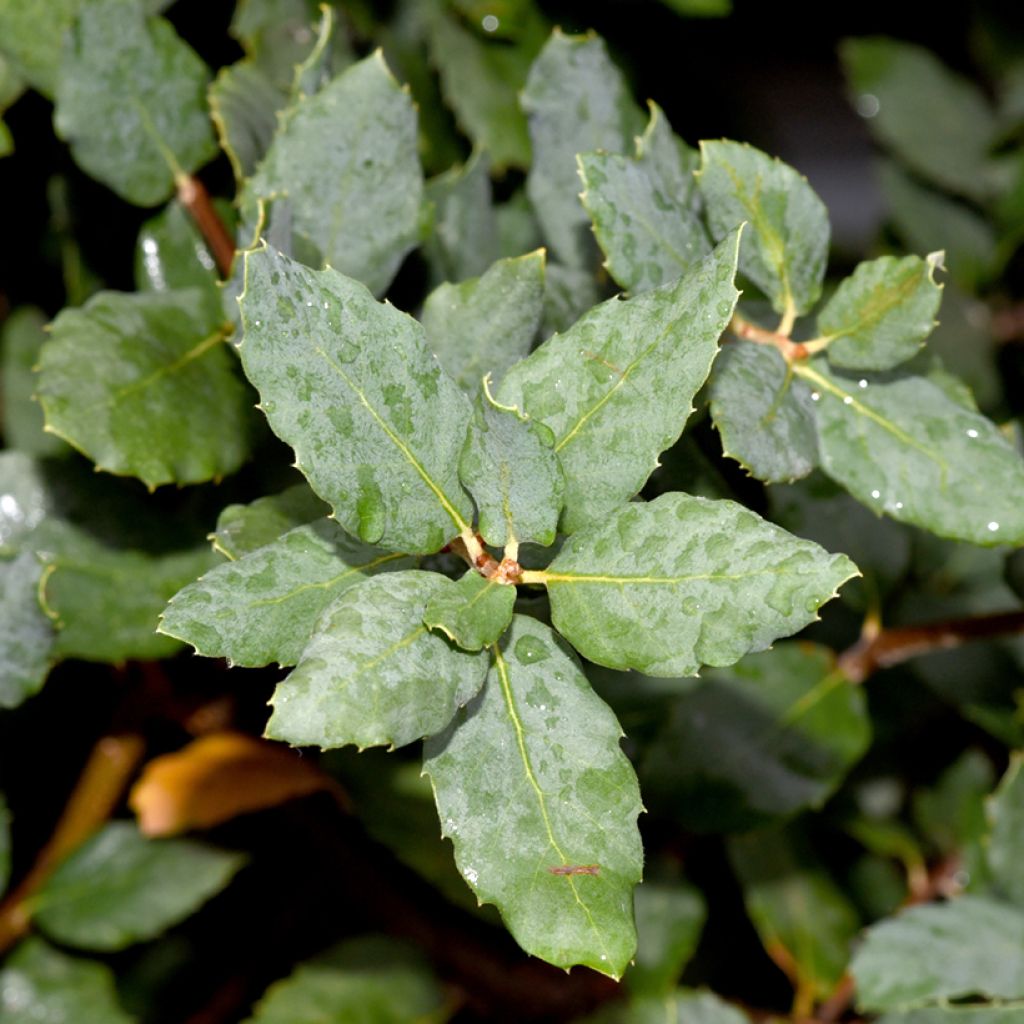 Quercus suber - Kork-Eiche