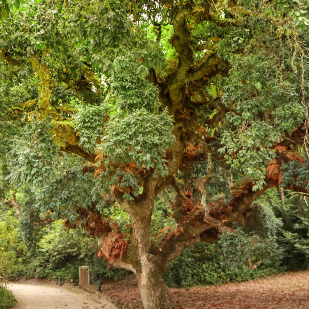 Quercus suber - Kork-Eiche