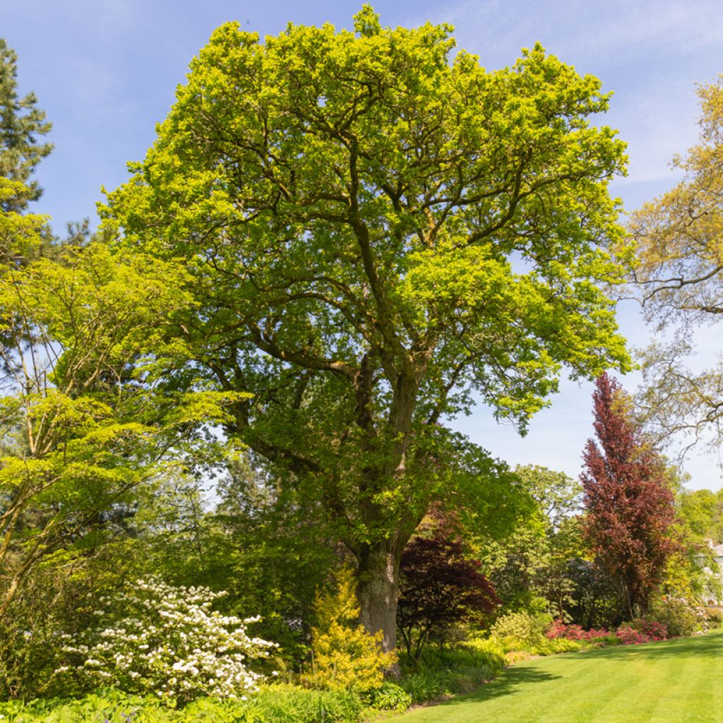 Quercus robur - Stiel-Eiche