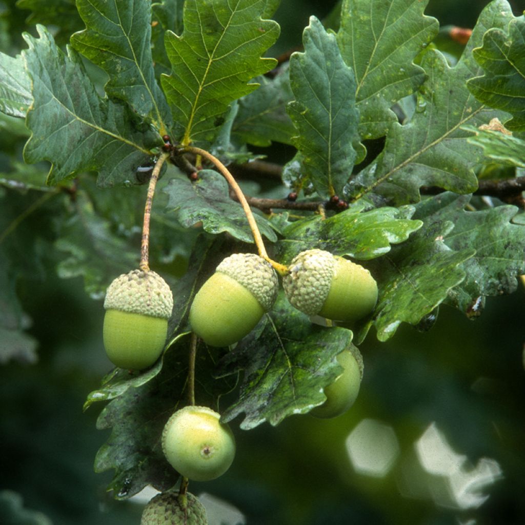 Quercus robur - Stiel-Eiche