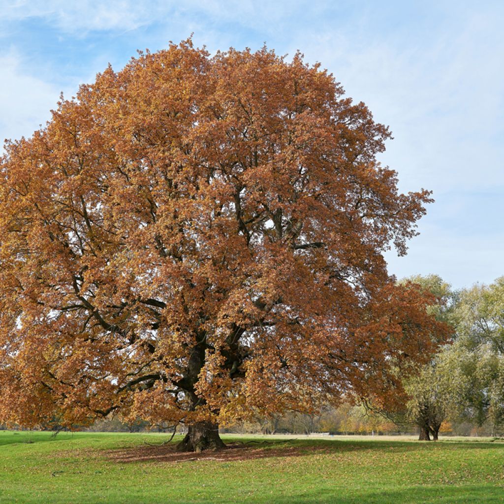 Quercus robur - Stiel-Eiche