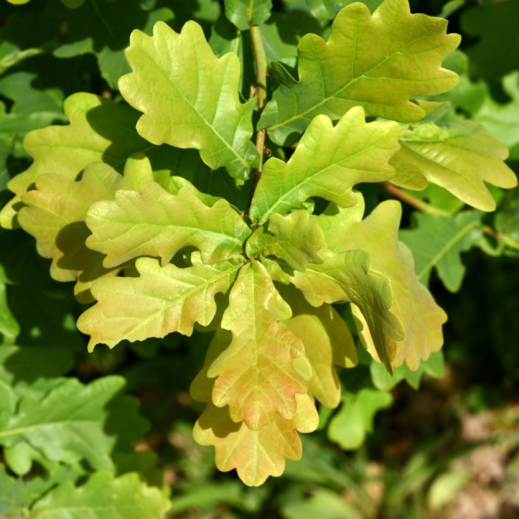 Quercus robur - Stiel-Eiche