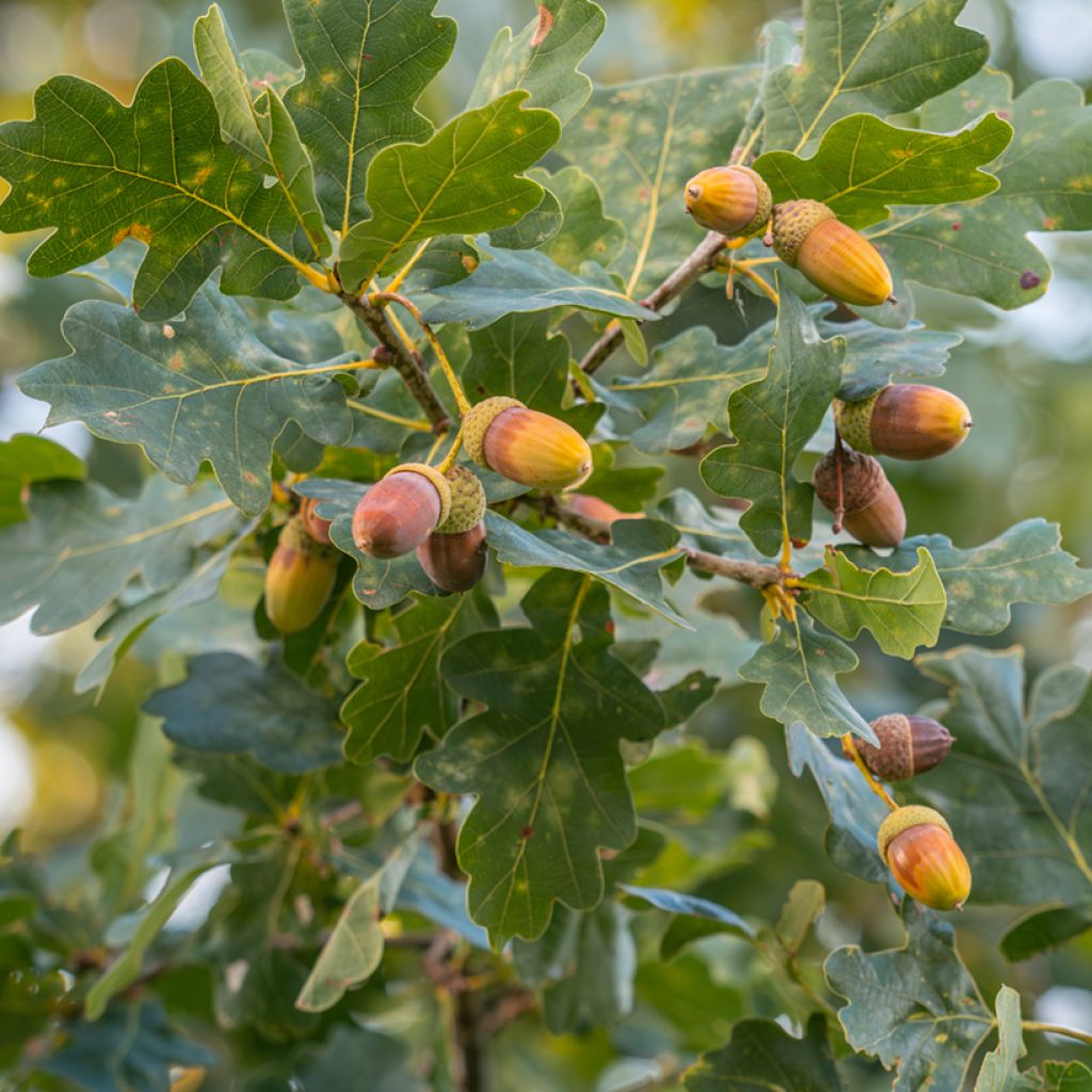 Quercus robur - Stiel-Eiche