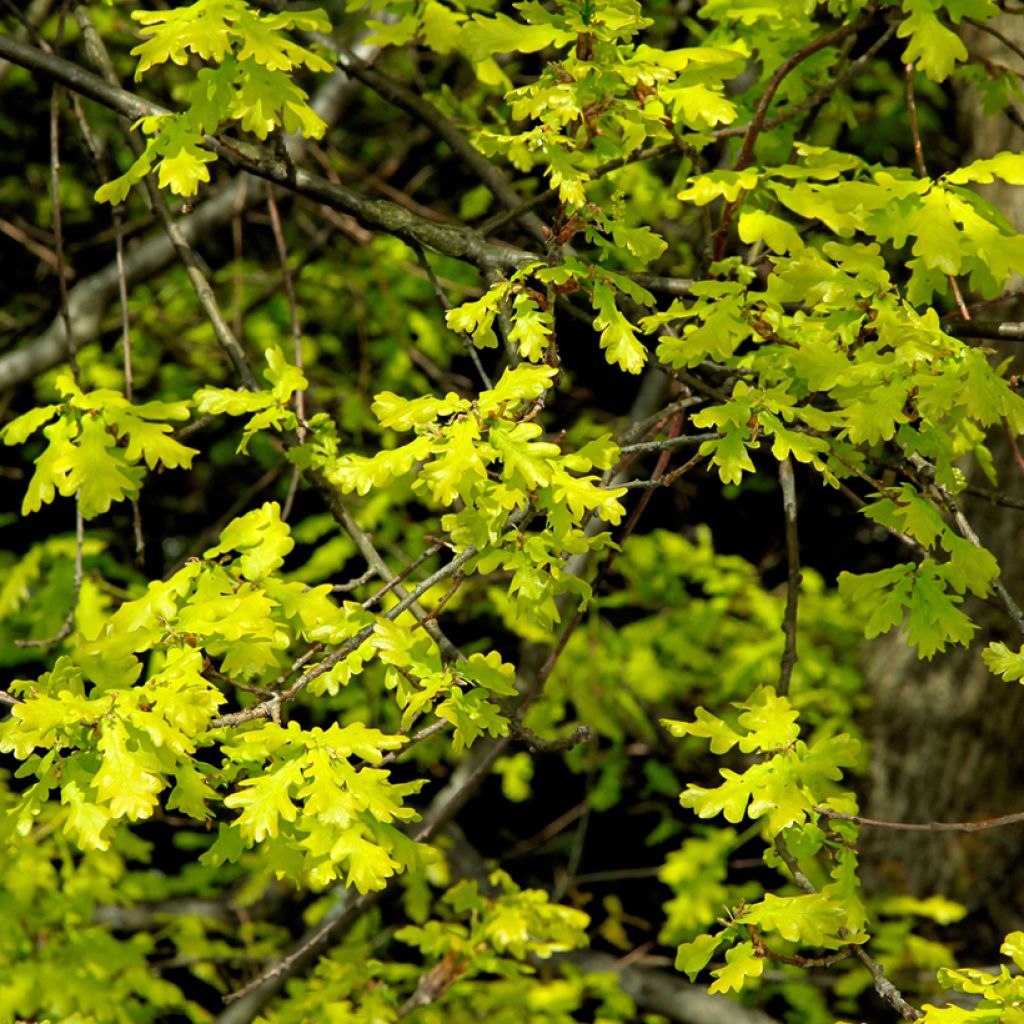 Quercus petraea - Trauben-Eiche