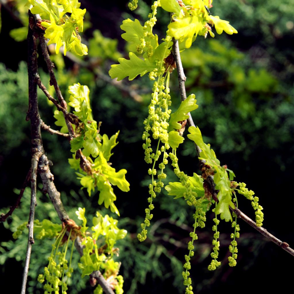 Quercus petraea - Trauben-Eiche