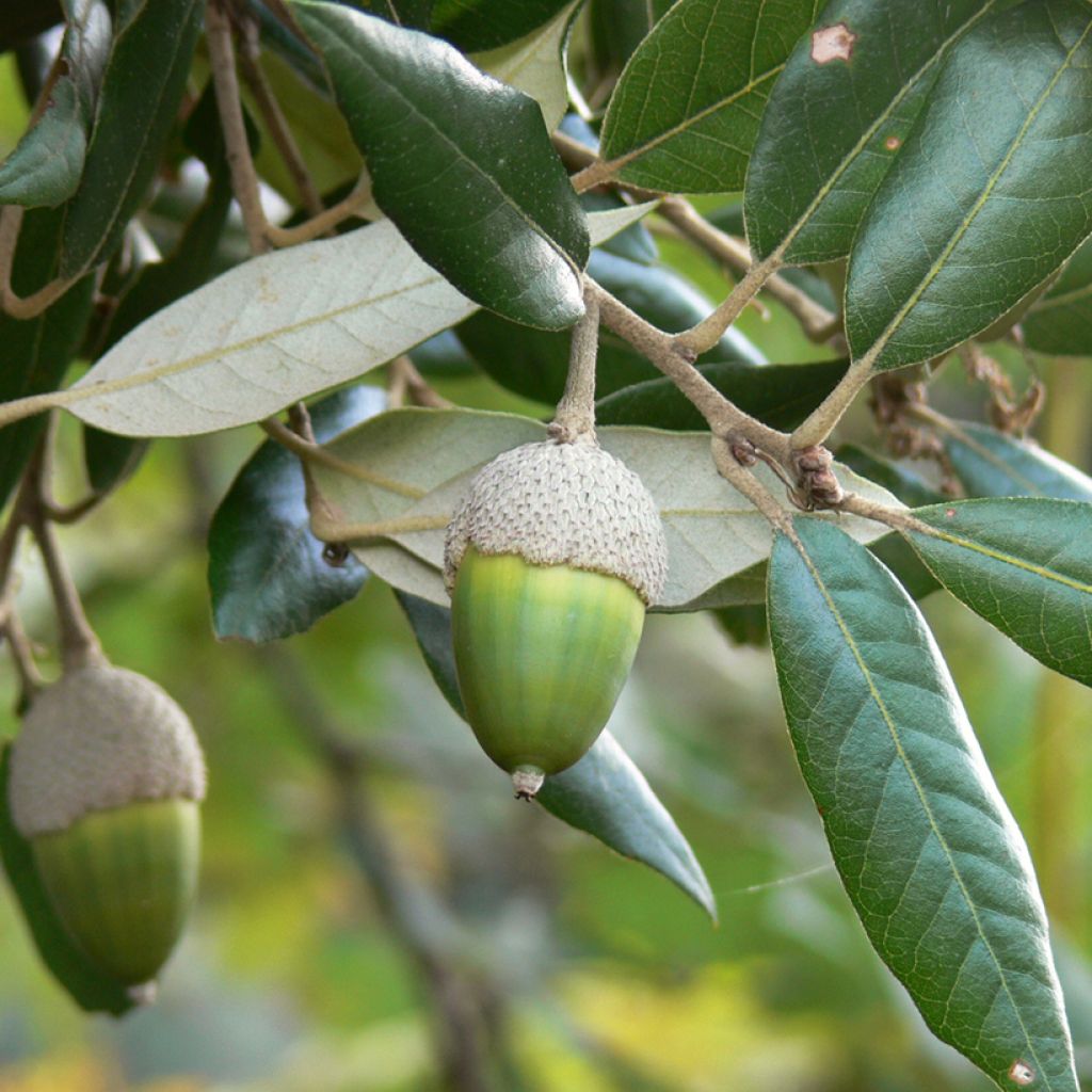 Quercus ilex - Stein-Eiche