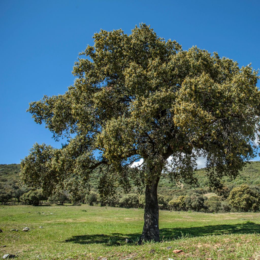 Quercus ilex - Stein-Eiche