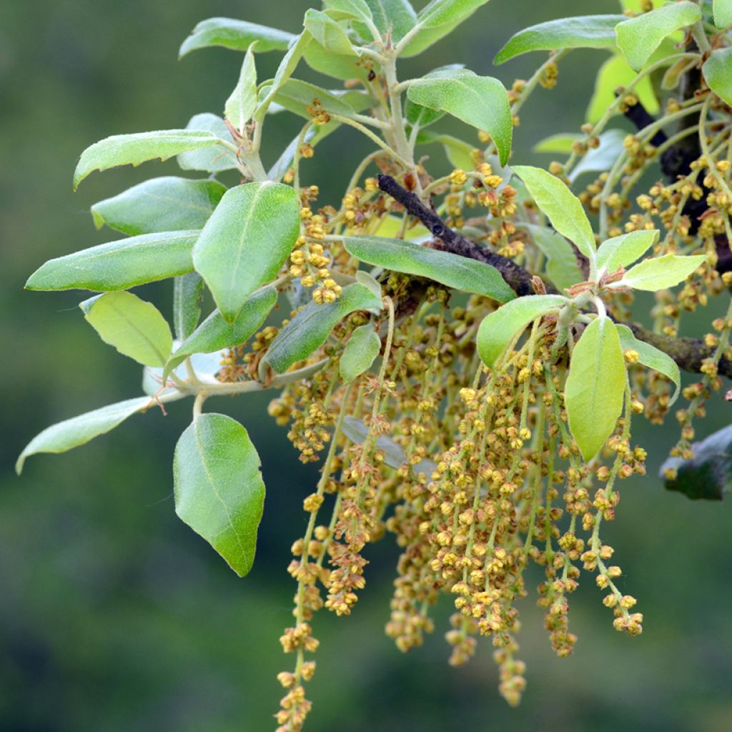 Quercus ilex - Stein-Eiche