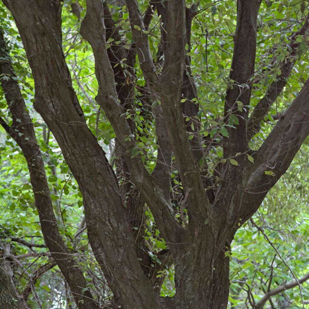 Quercus ilex - Stein-Eiche