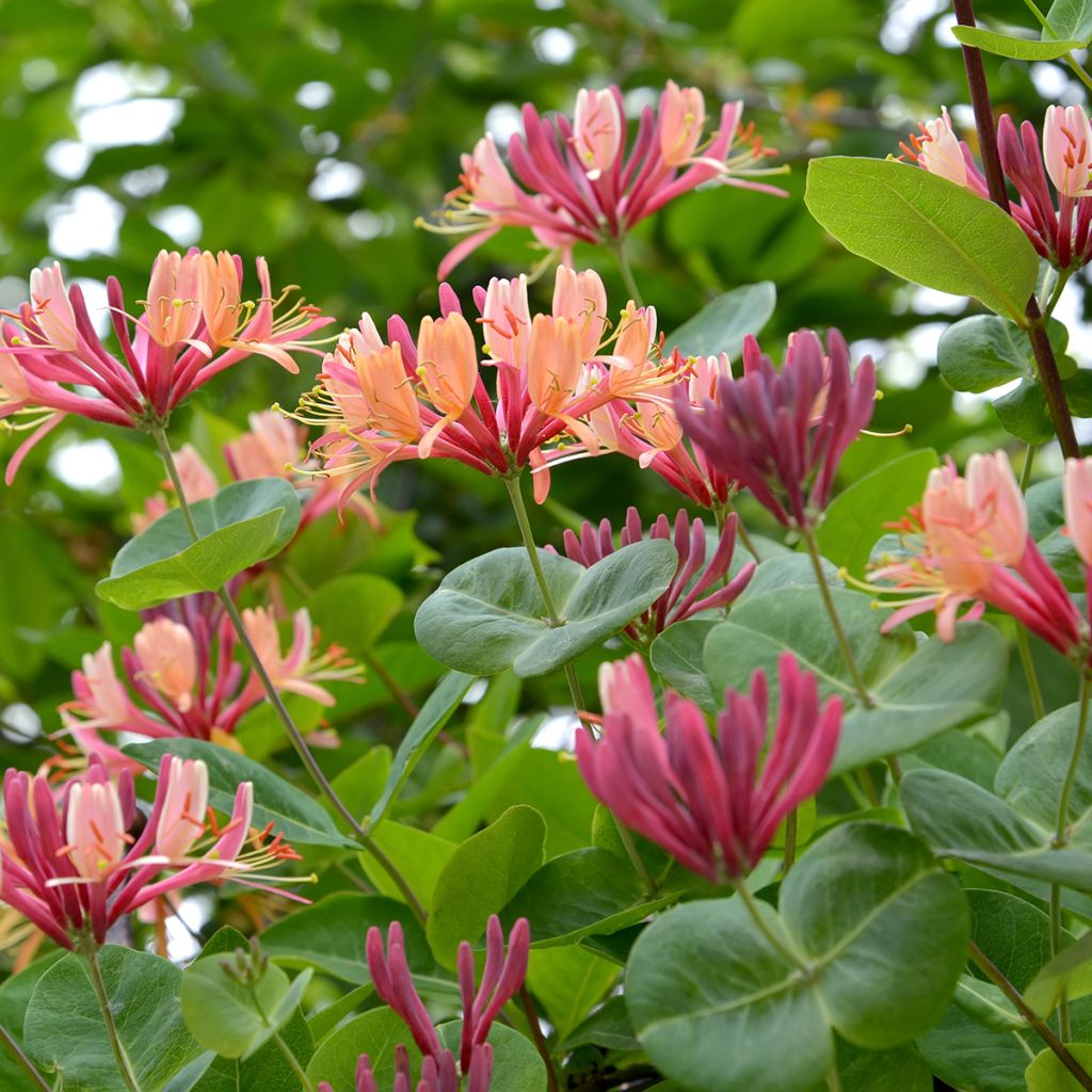 Lonicera heckrottii - Feuer-Geißblatt