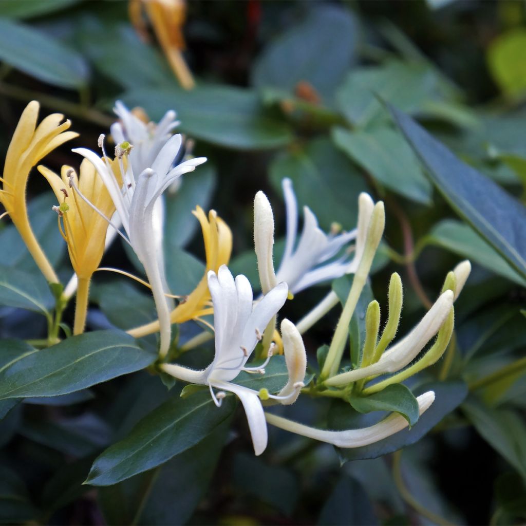 Lonicera japonica Dart's Acumen - Japanisches Geißblatt