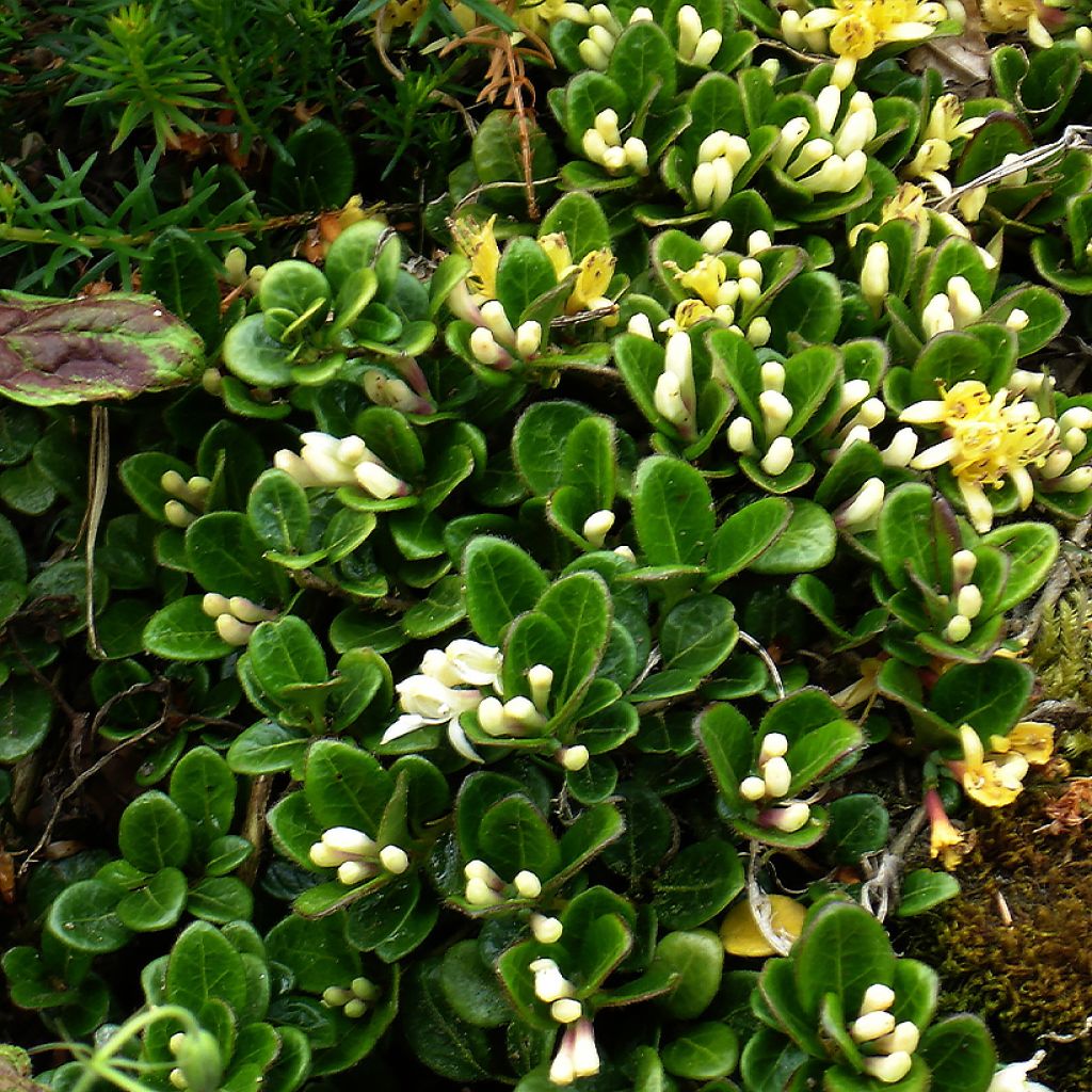 Lonicera crassifolia - Kriechende Heckenkirsche