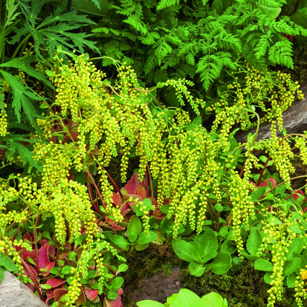 Chiastophyllum oppositifolium - Goutte d'Or