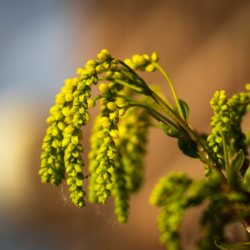 Chiastophyllum oppositifolium - Walddickblatt