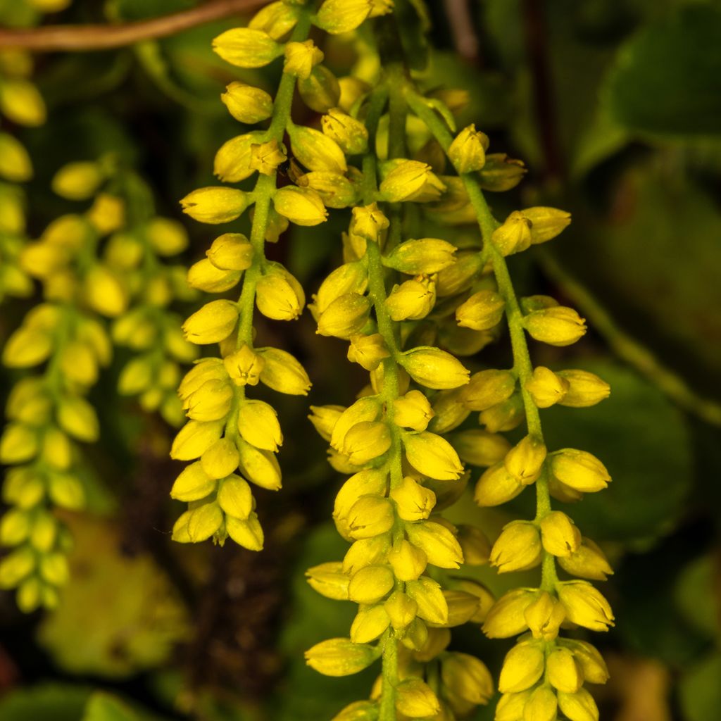 Chiastophyllum oppositifolium - Walddickblatt