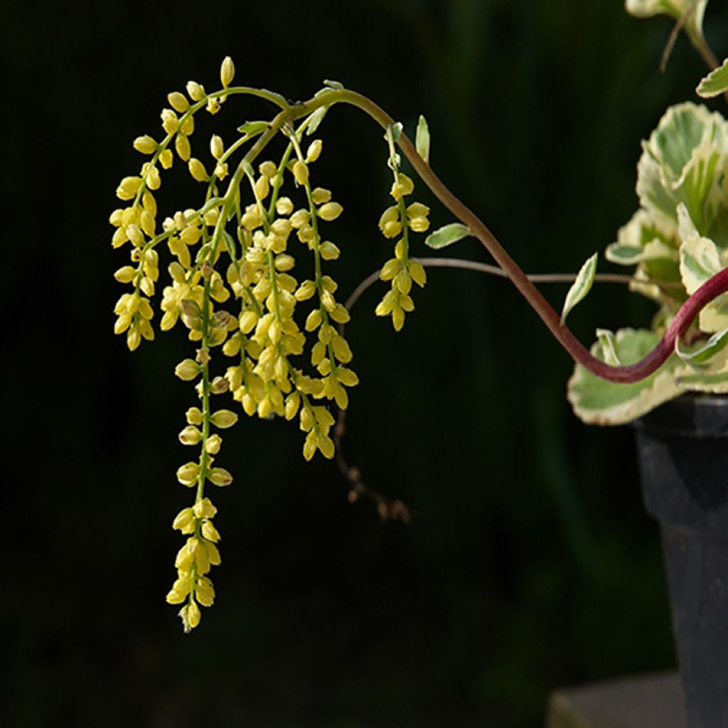 Chiastophyllum oppositifolium Variegatum - Walddickblatt