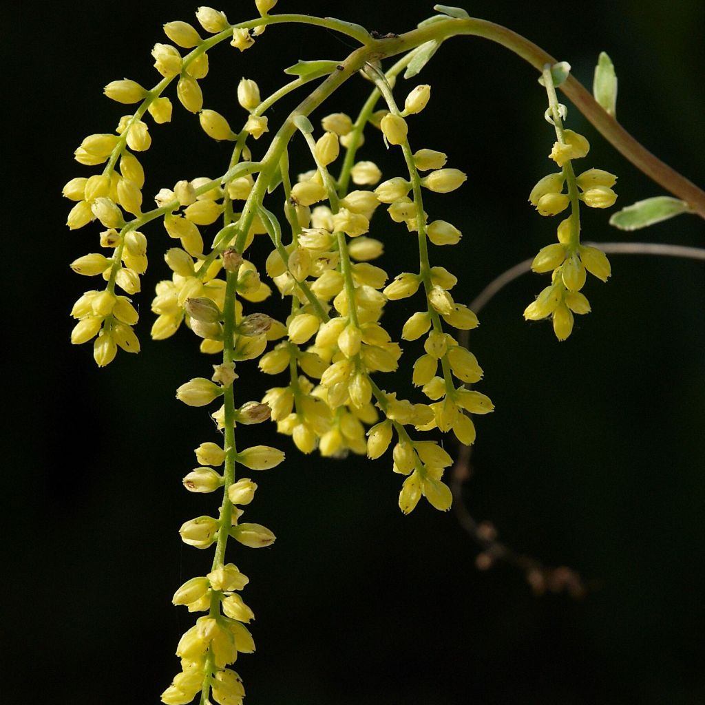 Chiastophyllum oppositifolium Variegatum - Goutte d'or panachée