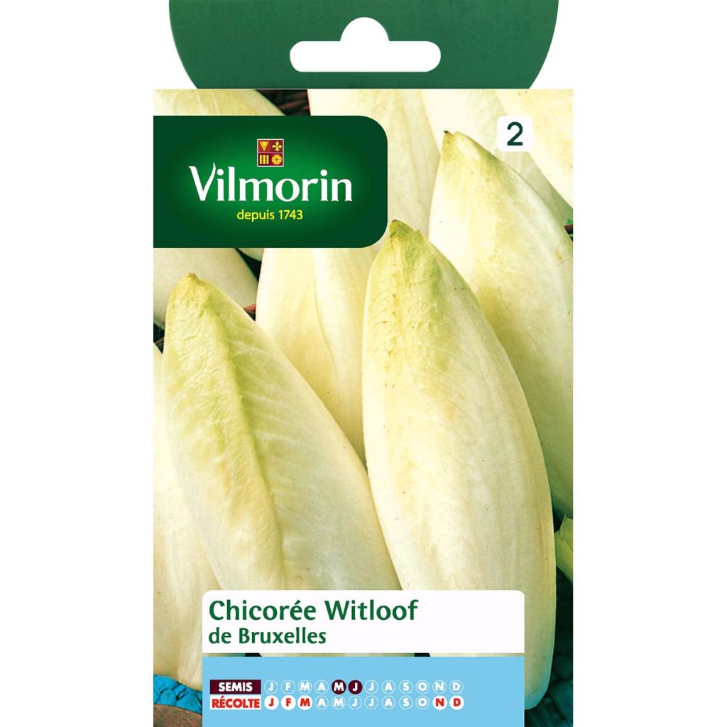 Chicorée Witloof (Endive) de Bruxelles (remplace Vilmorin n°5) - Vilmorin