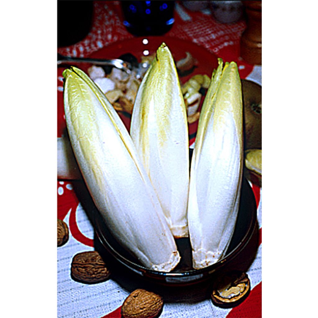 Chicorée Witloof (Endive) Zoom F1 - Cichorium intybus