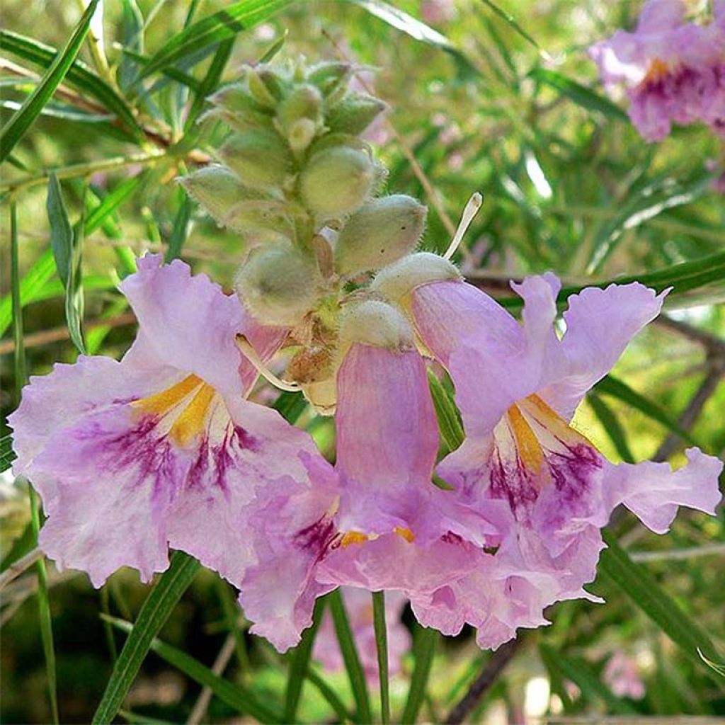 Chilopsis linearis - Wüstenweide