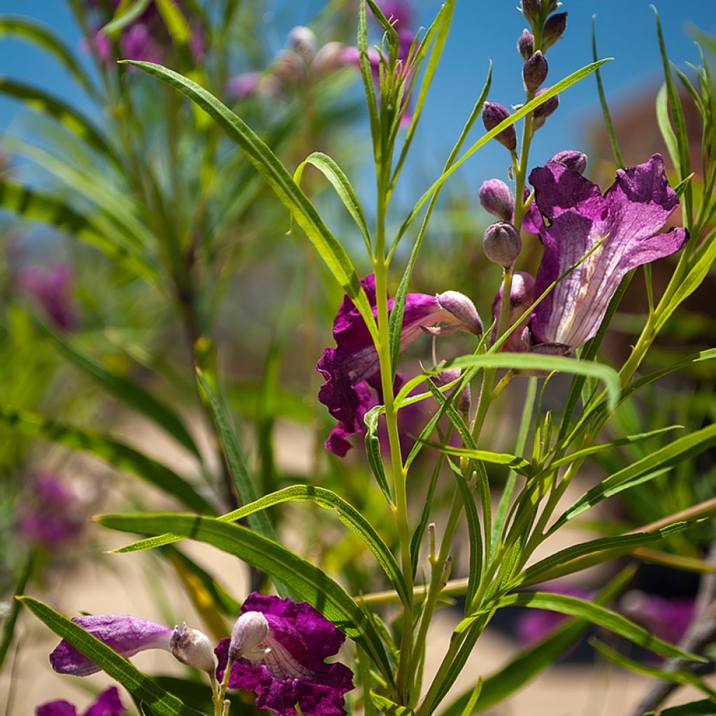 Chilopsis linearis Burgundy - Wüstenweide