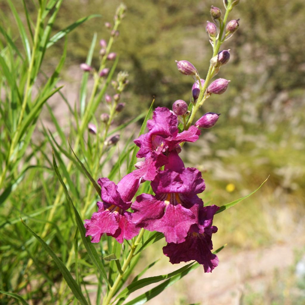 Chilopsis linearis Burgundy - Wüstenweide