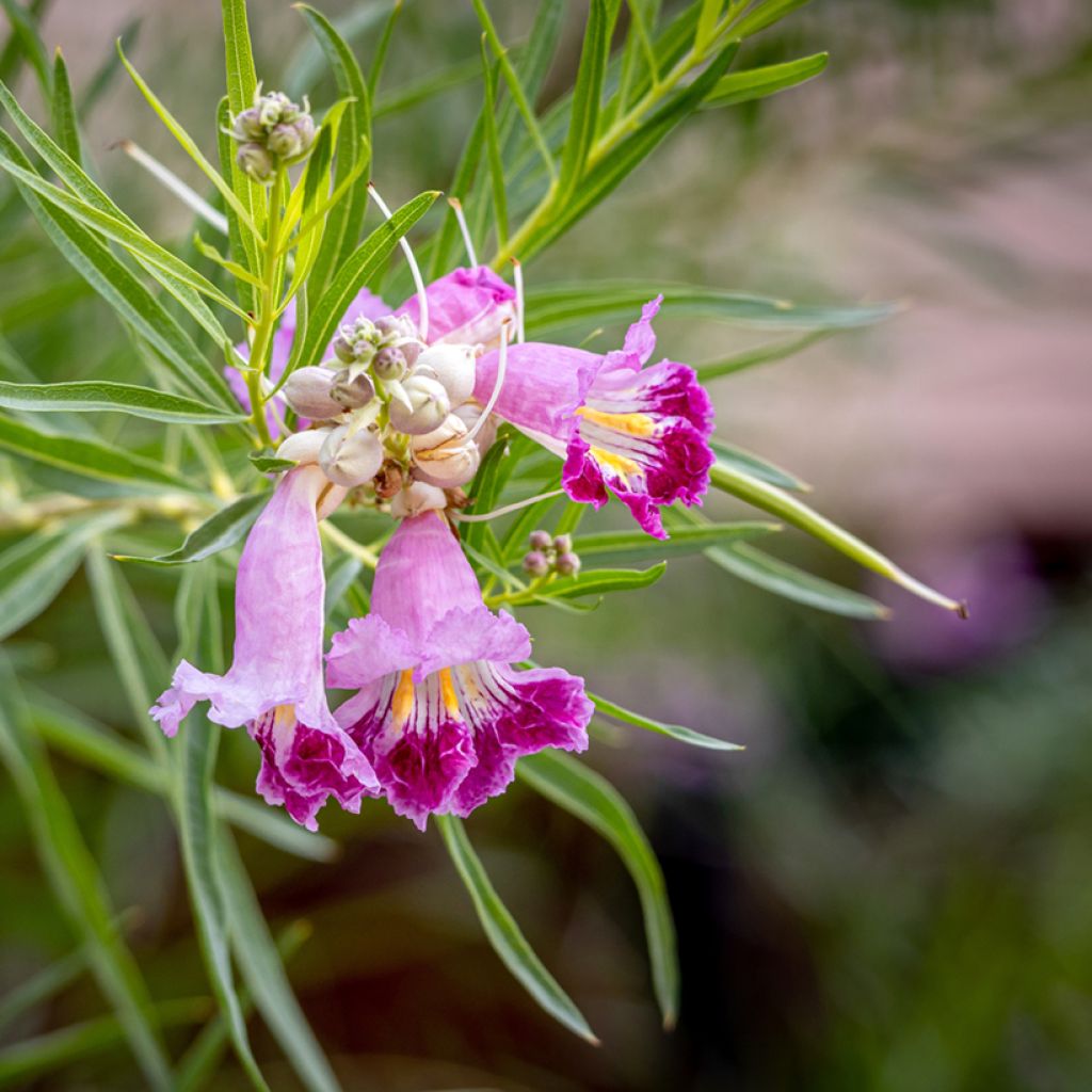 Chilopsis linearis - Wüstenweide