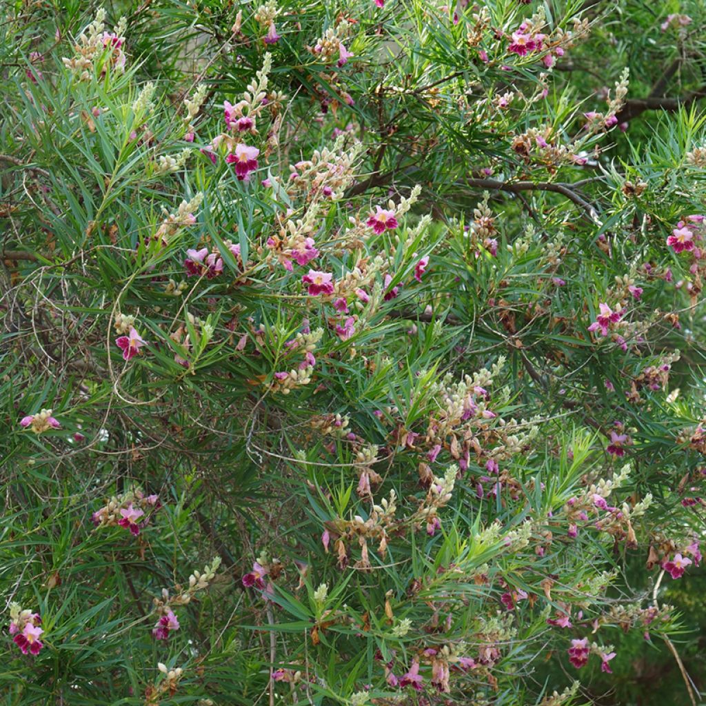 Chilopsis linearis - Wüstenweide