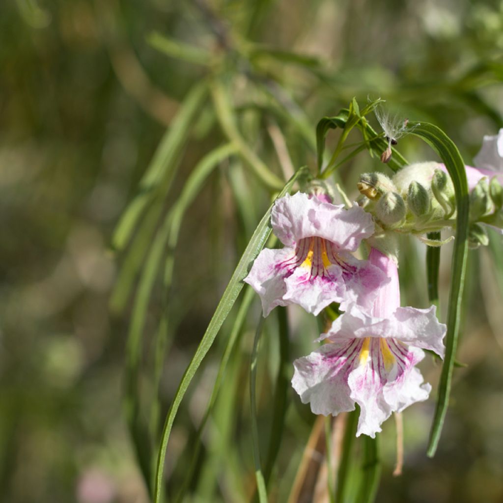 Chilopsis linearis - Wüstenweide