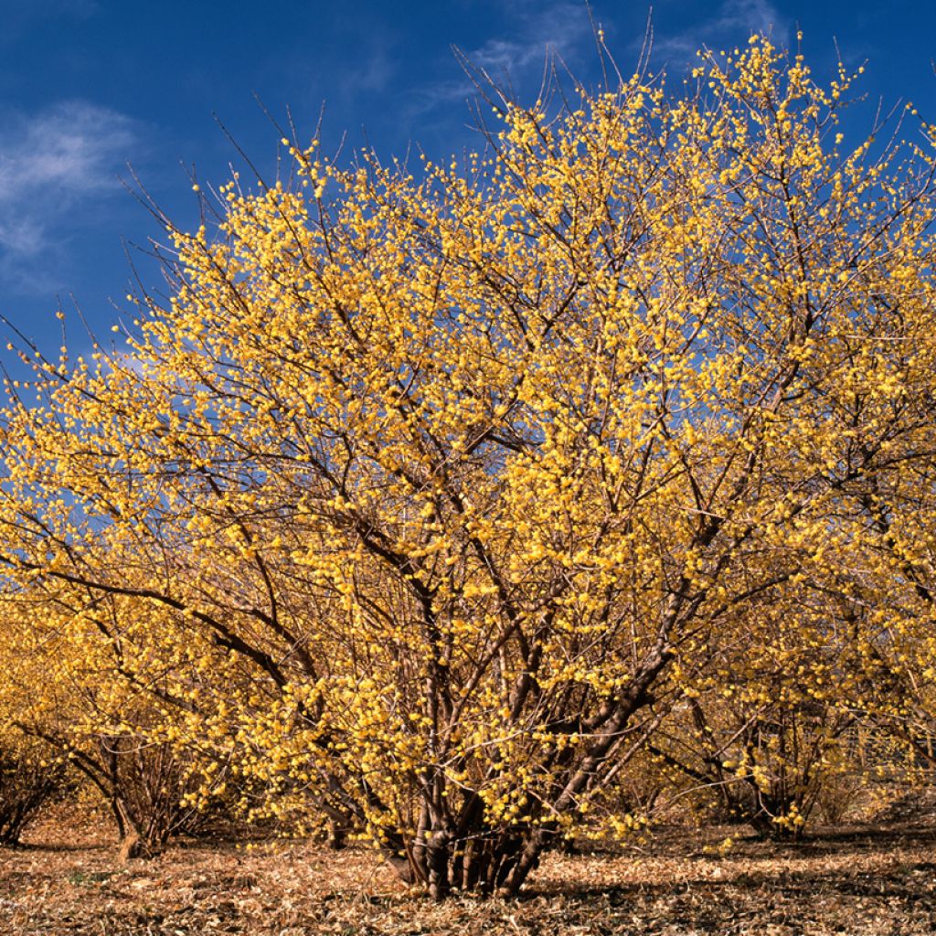 Chimonanthus praecox - Winterblume