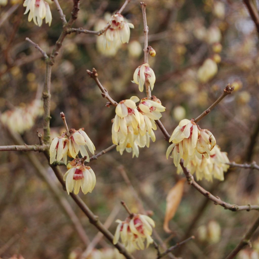 Chimonanthus praecox Grandiflorus - Winterblume