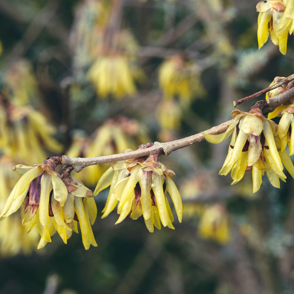 Chimonanthus praecox Grandiflorus - Winterblume