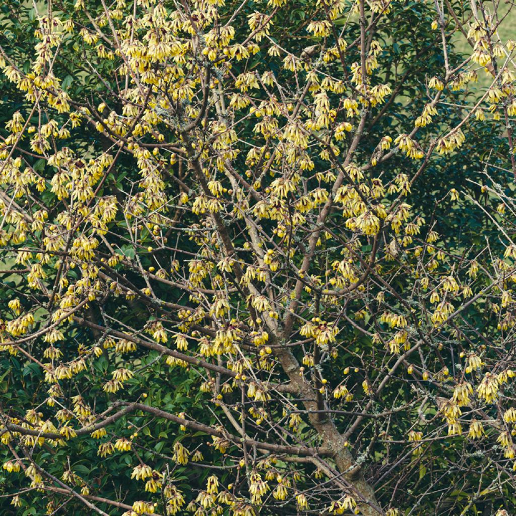 Chimonanthus praecox Grandiflorus - Winterblume