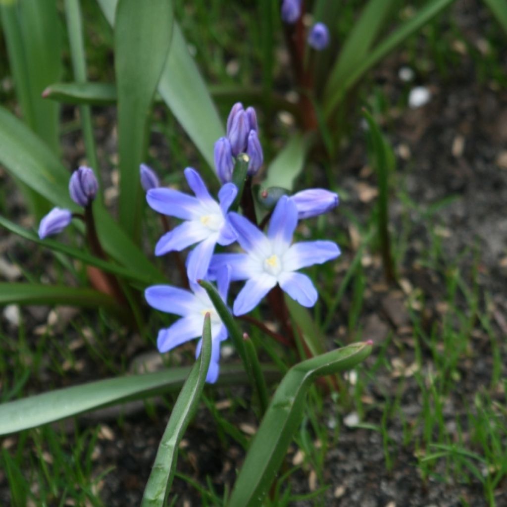 Chionodoxa forbesii Blue Giant